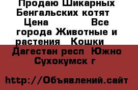 Продаю Шикарных Бенгальских котят › Цена ­ 17 000 - Все города Животные и растения » Кошки   . Дагестан респ.,Южно-Сухокумск г.